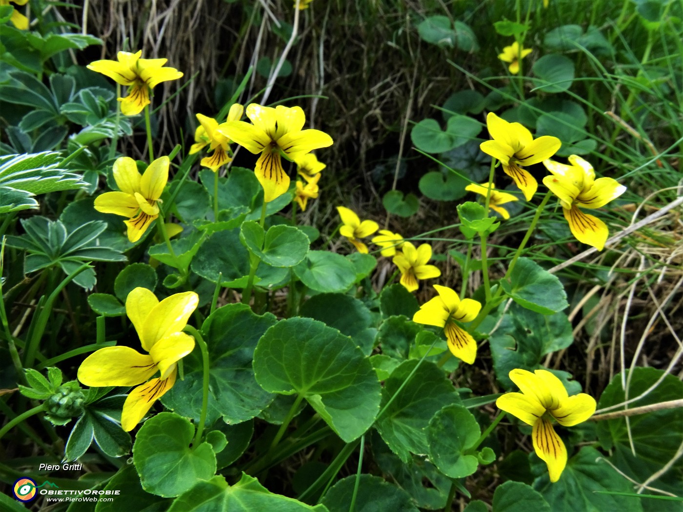 25 Viola biflora (Viola gialla) .JPG